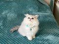 Sosyal Karakterli 2.5 Aylık British Shorthair