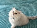 Sosyal Karakterli 2.5 Aylık British Shorthair