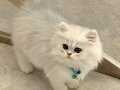 Sosyal Karakterli 2.5 Aylık British Shorthair