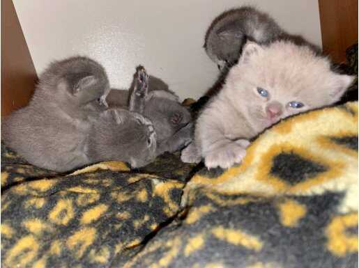 1 Ayını Henüz Doldurmuş British Yavrular