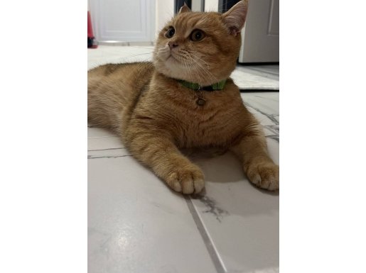 İki buçuk Yaşında Çok Akıllı ve Oyun Sever 