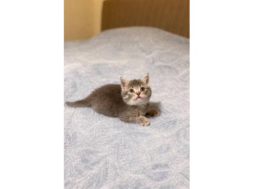 British Shorthair Ve Scottish Sevgi Dolu İki Yavru 