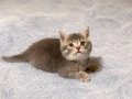 British Shorthair Ve Scottish Sevgi Dolu İki Yavru 