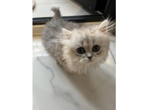 2.5 Aylık Yavru Kediler Bursa/Nilüfer