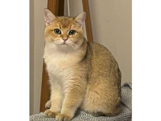 10 AYLIK ERKEK GOLDEN BRİTİSH 