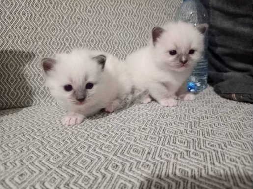 Avrupa’dan özel gelen RAGDOLL YAVRU