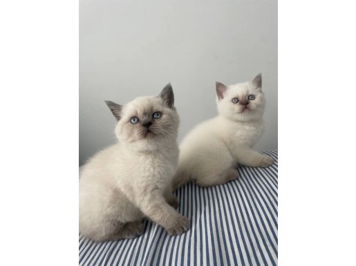 SECERELİ SAFKAN BLUE POİNT BİR ERKEK BİR DİŞİ