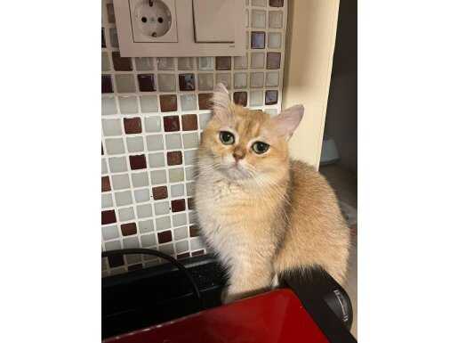 Secerli Şampiyon Soylu Dişi British Shorthair Ny12 2 Yaş