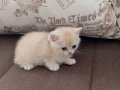 Acil British shorthair goldenler safkan orjinal ırk
