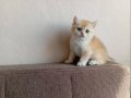 Acil British shorthair goldenler safkan orjinal ırk