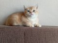 Acil British shorthair goldenler safkan orjinal ırk