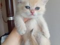 Acil British shorthair goldenler safkan orjinal ırk