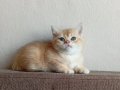 Acil British Shorthair Goldenler Safkan orjinal ırk