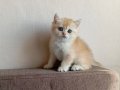 Acil British Shorthair Goldenler Safkan orjinal ırk