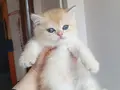 Acil British Shorthair Goldenler Safkan orjinal ırk