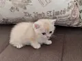 Acil British Shorthair Goldenler Safkan orjinal ırk