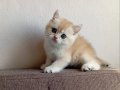 Acil British Shorthair Goldenler Safkan orjinal ırk