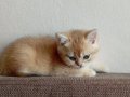Acil British Shorthair Goldenler Safkan orjinal ırk