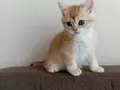 British shorthair golden NY11 ve NY12 