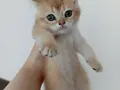 British shorthair golden NY11 ve NY12 