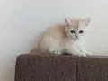 British shorthair golden NY11 ve NY12 