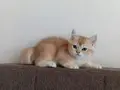 British shorthair golden NY11 ve NY12 