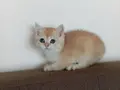 British shorthair golden NY11 ve NY12 