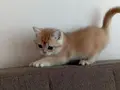 British shorthair golden NY11 ve NY12 