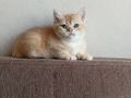British shorthair golden uygun fiyat