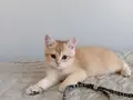 British shorthair golden NY11