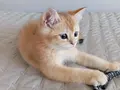 British shorthair golden NY11