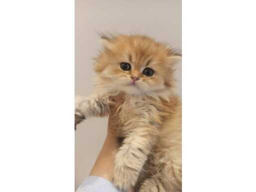 Briths longhair safkan ponçik