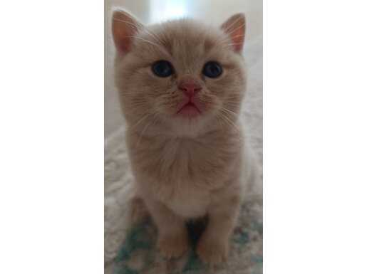 Kusursuz British Shorthair Minikleri