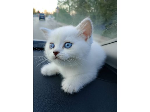 45 Günlük British Shorthair Dişi Yavru