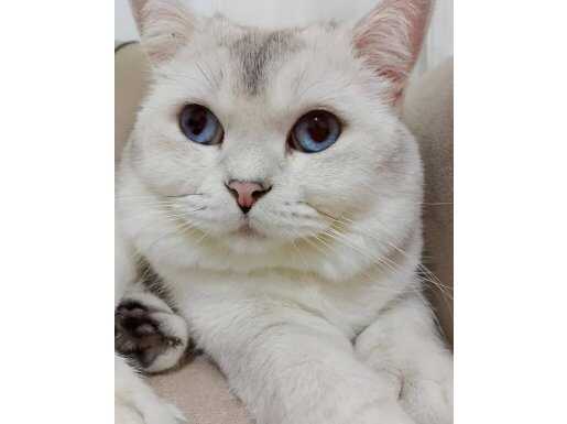  Masmavi Bakışlı 2 Yaş British Shorthair 