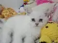 Saf Beyaz Mavi Gözlü Dişi Yavru 