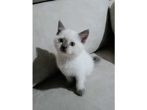 2 Buçuk Aylık Dişi Yavru Kedi