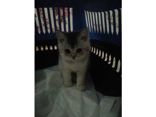 2 AYLIK GÜMÜŞ BAKIŞLI BRİTİSH 