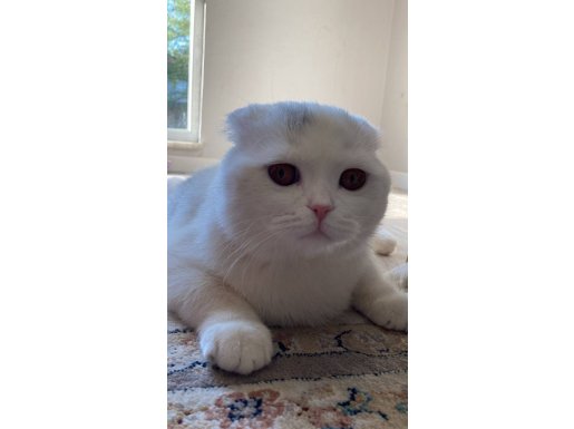 Pamuk erkek oğlumuzu sahiplendirmek istiyorum