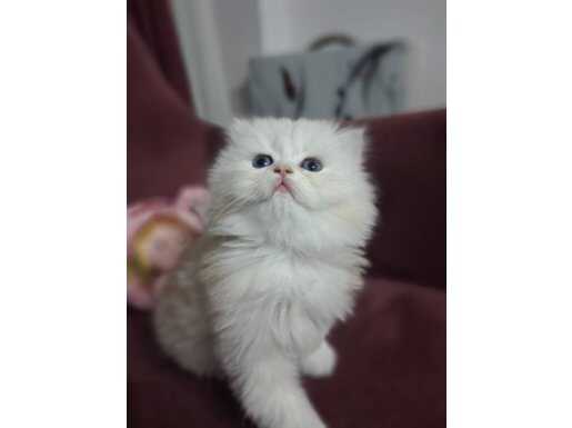 Büşranın minikleri