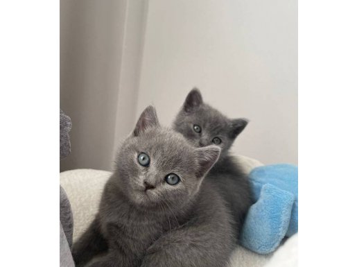 ANNE ALTINDAN 7 HAFTALIK GRİ BRİTİSH SHORTHAİR