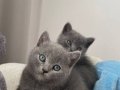 ANNE ALTINDAN 7 HAFTALIK GRİ BRİTİSH SHORTHAİR