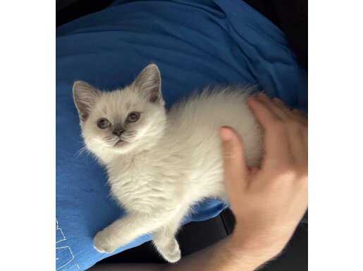 Aşıları Yapılı British Shorthair Blue Point Safkan Anne Baba