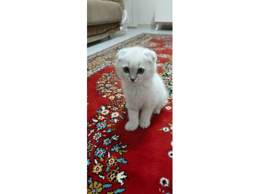 2 Aylık Erkek Scottish Fold