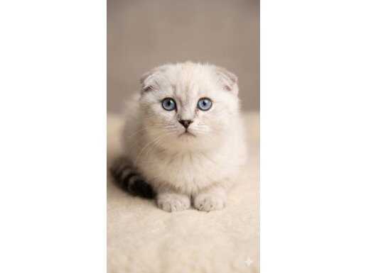 Kedim Pamuk Scottish Fold