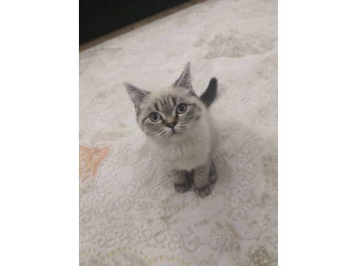 İsmi Maya kedi çok uysal sevdiriyor