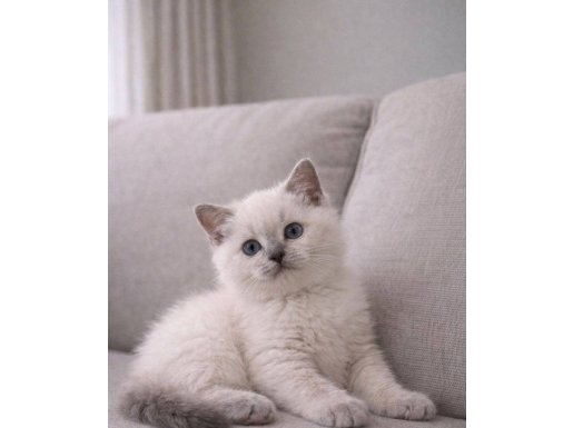 64 günlük blue point bebek