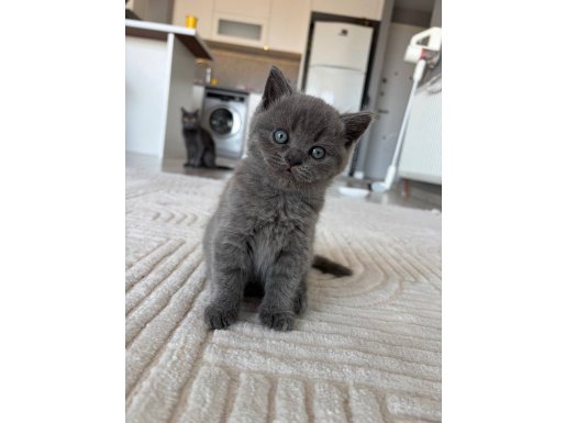 4 Melek British shorthair yavruları