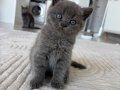 4 Melek British shorthair yavruları