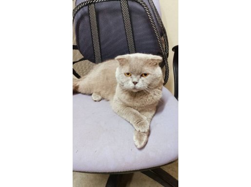 4 yaşında Scottish Fold kısırlaştırılmış sahiplendirilecektir.